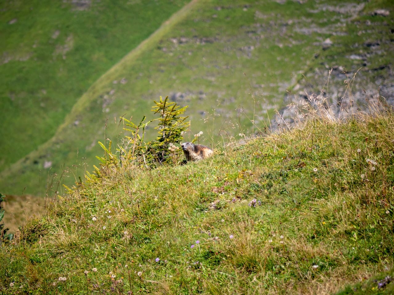 Alpine Wildlife Photography Walk