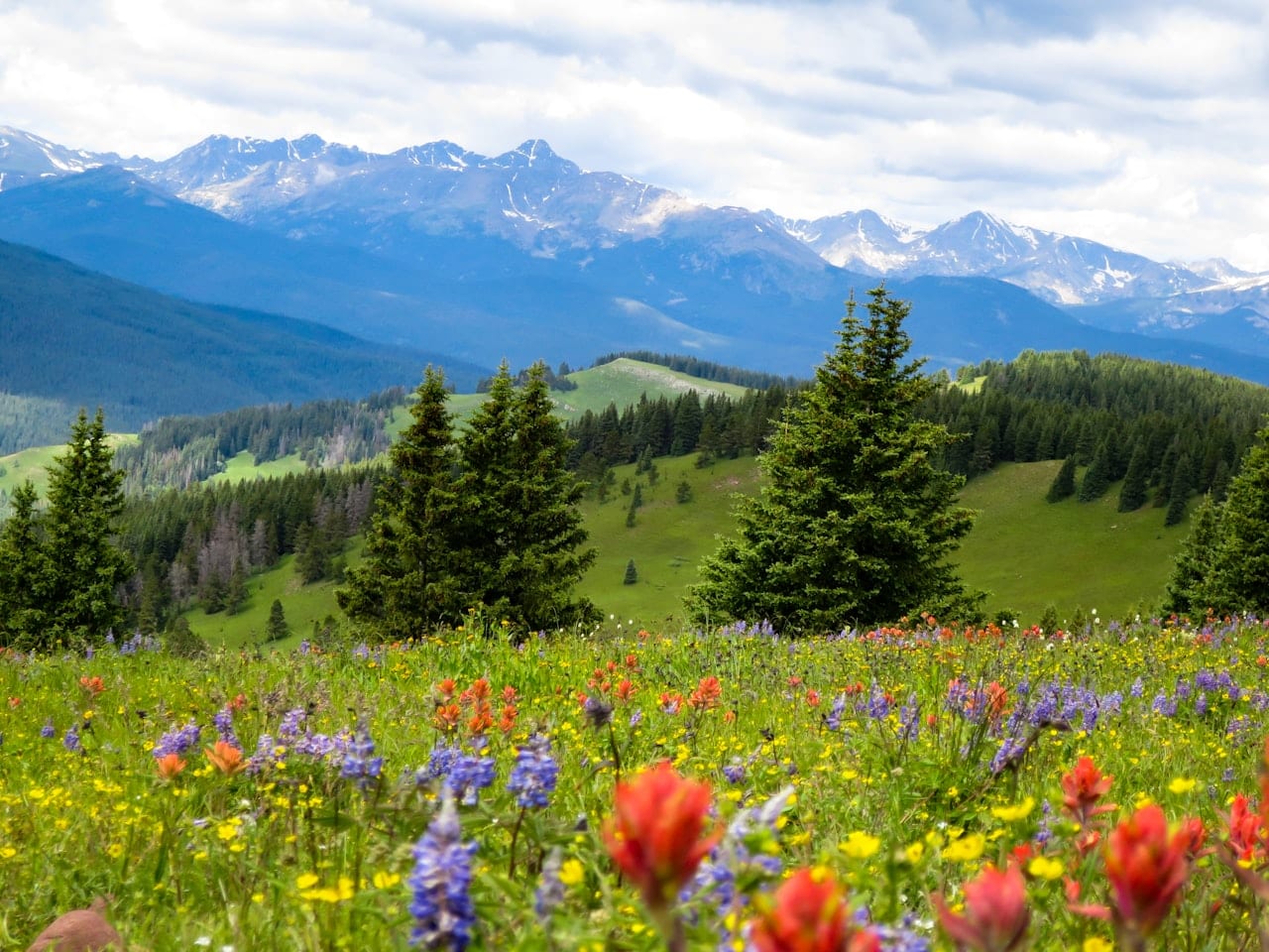 Wildflower Meadow Walk