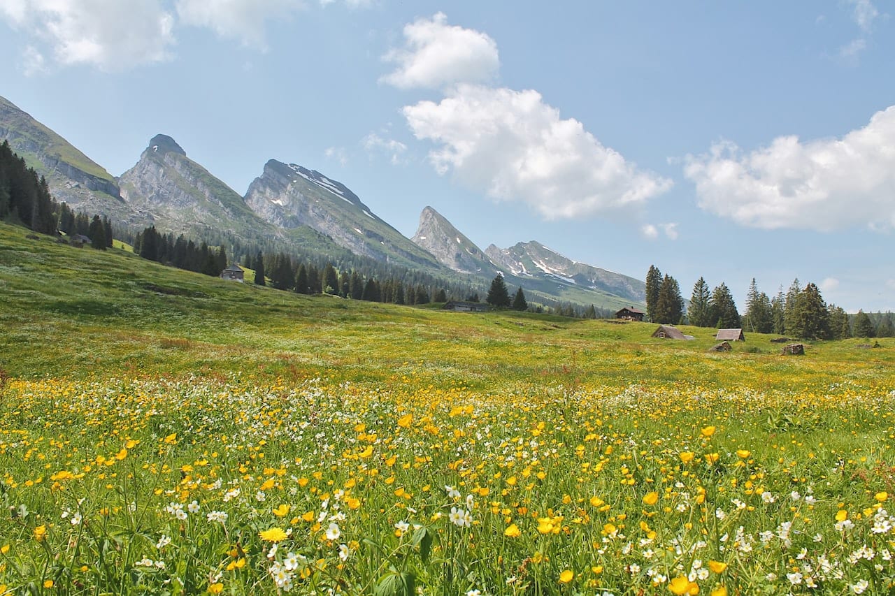 Wildflower Meadow Walk